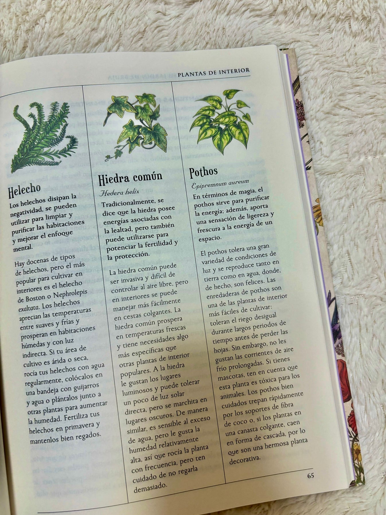 El jardín de la bruja verde - Arin Murphy-Hiscock